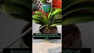 Tips for growing clivia plants more easily #gardeninggoals #gardeningistherapy #gardeningtips