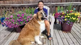 Bernie, mix breed of St Bernard and Tibetan Mastiff, gentle giant