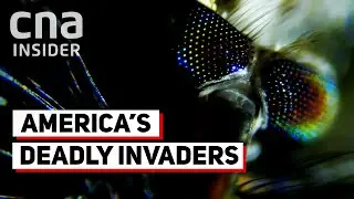 Why Are Deadly Mosquitoes Invading The US?