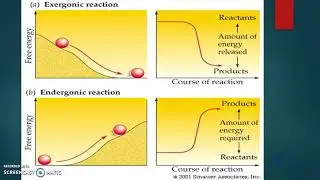 Unit 2: Endergonic & Exergonic Reactions