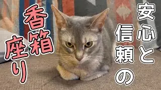 うちの猫さんの安心と信頼の香箱座り