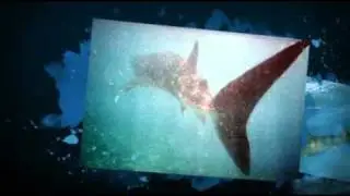 Shark adaptations