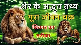 Most Powerful Lions In The World #top #top10 #animals #lion #scarface #mrt #facts #powerful
