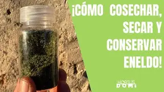 CÓMO SECAR Y CONSERVAR AROMÁTICAS DE INVIERNO: EL ENELDO