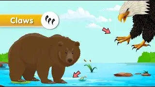 Animal Body Parts | Vocabulary for Kids | Animal vocabulary