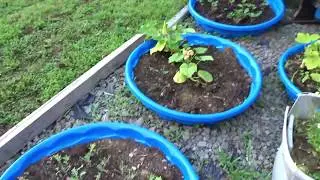 B-Roll around the yard. PM B-Roll Challange