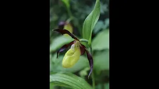 Orchid&eacute;es remarquables du Tri&egrave;ves