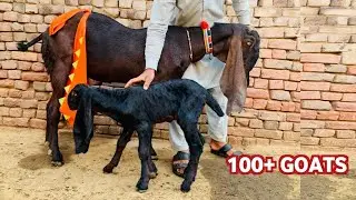 Baby Goat For Sale in Pakistan Today || Small Baby Goats For Sale || Milking Goat for sale new Video