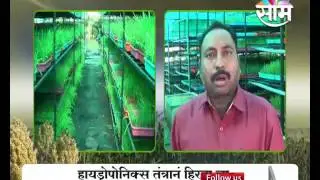 Hydroponics  fodder is cost efficient and healthy