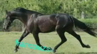 Nejleps&iacute; plemena koni