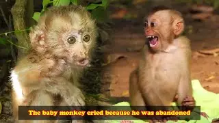 The abandoned orphan monkeys are so pitiful. They are very lonely and live in fear