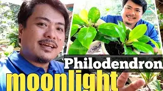 PHILODENDRON MOONLIGHT | 1 of the best low light houseplant | basic care and propagation.