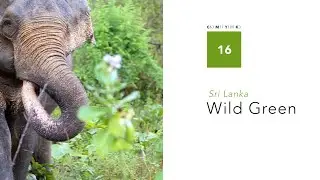 #16 Wild Green &bull; Wetlands and wild elephants in Sri Lanka