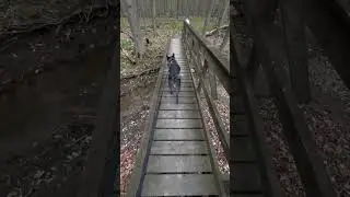 This dog loves Bridges #blueheeler #hiking #neverstopexploring #adventuredog #doglover
