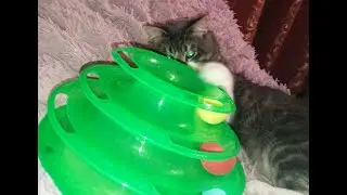 Распаковка посылки с Aliexpress/Игрушка для кошек Petstages 