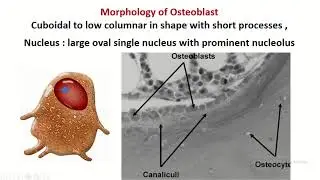 Osteoblast: bone forming cell