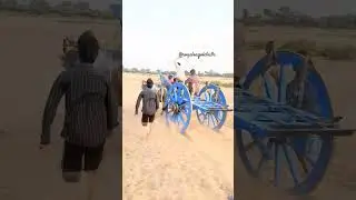 pendyala fayyaz bhai ongole bulls..#ongolebulls #ongole #pendyala #ongole#rkbulls #dvr #dvrbulls