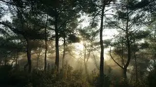 Deep Sleep & Calm Mind 🌿 432Hz Ambient Music for Meditation, Stress Relief & Healing