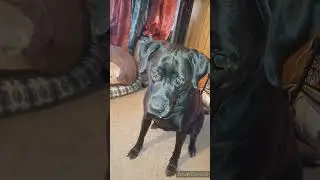 Leela trying out GNC Calming chews