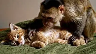 Monkey Gives Cat Belly Rub