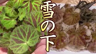 ユキノシタ採って食べる！春の味。ユキノシタの天ぷらとワラビのかき揚げ。うまいぞ。　ユキノシタの採り方。ユキノシタの食べ方。ユキノシタ料理の作り方。　山菜、野草。山菜採り。男の料理。日本の料理。レシピ。