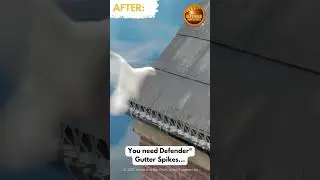 How to get pigeons out of gutters with Defender Gutter Spikes #shorts #birdspikes #pigeonspikes