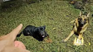 Qual o melhor, Rottweiler ou Pastor Alemão 