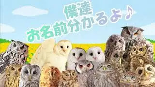 自分の名前が分かるふくろう【An owl who understands his name.】