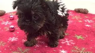 Cute Brussels Griffon puppy playing