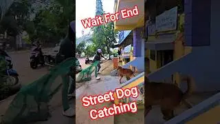 Pro Dog Catcher #dogwithpublicsafety #ytviral #dog #shorts #catch