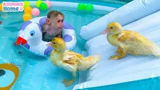 Ducklings with BiBi monkey in a water park rolling down the slide