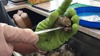 How to Shuck and Oyster...the Right Way
