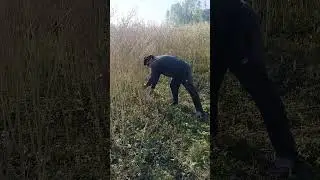 sarson ki harvesting # sarson farming # shorts # farming # youtube shorts # nature # viral shorts