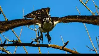 Lisa Rose's Birds 2022