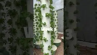 5 weeks growth on aeroponic Tower Gardens 🌱⏱ #towergarden #towerfarms #verticalfarming #urbanfarming