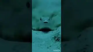 Rybka fajna i urocza rybka