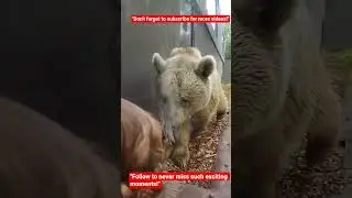 #Bear #Wildlife #NatureLovers #AnimalEncounter #ZooAdventure #WildlifePhotography #Bears #Nature