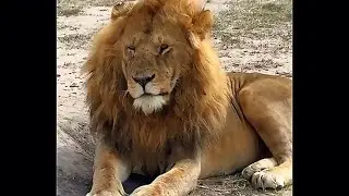 Kissinger Male Lion Sighting | Masaimara | 13 June 2025