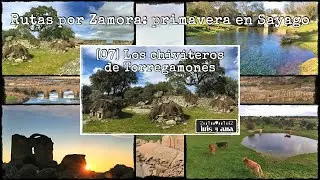 Sayago en primavera [07] Los chiviteros de Torregamones