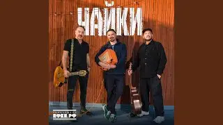 Чайки