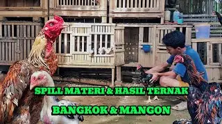 Spill Materi dan Hasil Ternak, Ayam Bangkok Klasik dan Ayam Mangon