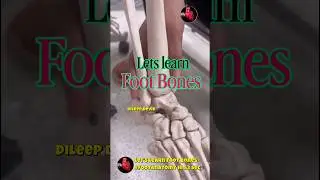 Let&rsquo;s Learn Foot Bones #footanatomy #footbones #anatomy #physioterapy #ladyphysio #youtubeshorts