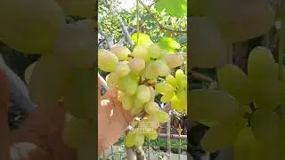 ANGGUR TRANSFIGURASI #grape #transfiguration