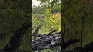 BIG BIRD DOWN! #turkeyhunting #turkeybird #turkeyearthquake2023