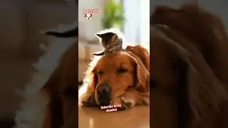 Dog Meets His New Best Friend 🥹 |petzory