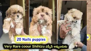 top quality shihtzu puppies for sale in telugu/8977800709 /aj pets