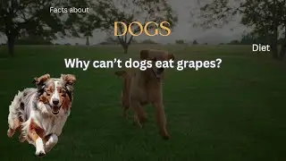 Dog Fact 68 - Why can&rsquo;t dogs eat grapes?