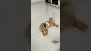 #baburao v/s #cat🐈# funny #video#shanu#shanu mysis