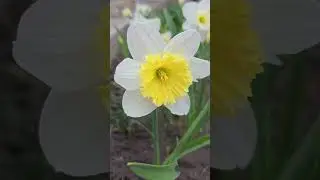 #bloom #flowers #narcissus  #нарцисс  #plants #perennial #garden #floriculture #nature #botany