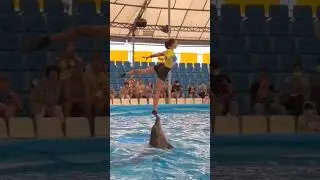 Swimming with dolphins 37#beach #music #edm #games #shorts #trending #memes @ArbindNepal897